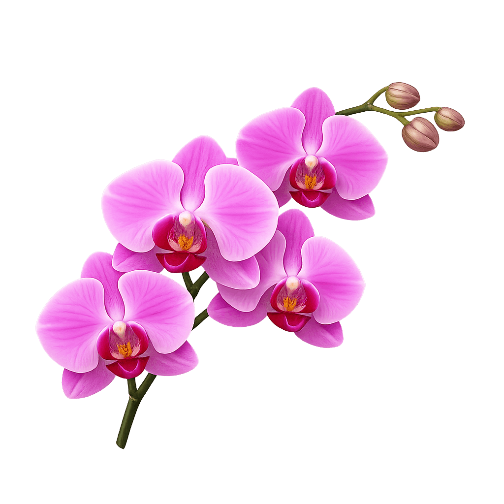 Orchid PNG