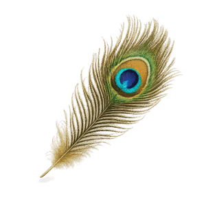 Peacock Feather PNG