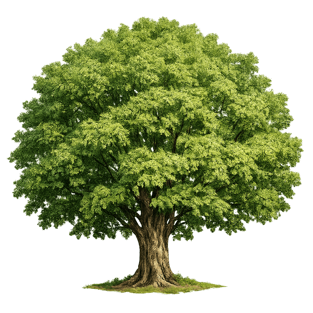 A Mature Tree with Exposed Roots PNG
