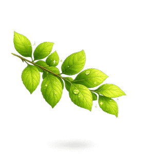 Green Leaf Branch with Dewy Sparkles PNG